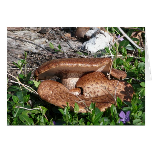 Setas (Anverso (Horizontal))