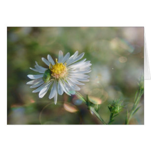 Setiembre Weed con Bokeh