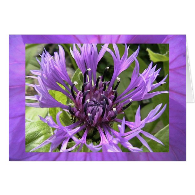 sétimo chakra (Anverso (Horizontal))