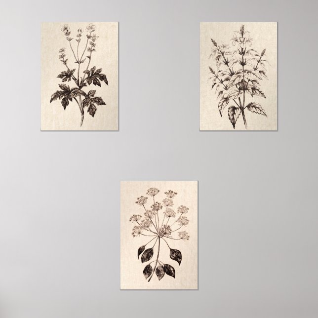 Sets De Impresiones Botanical Wall Art for Living Room (Anverso)