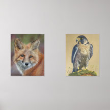 Huellas de halcón de Fox y Peregrine