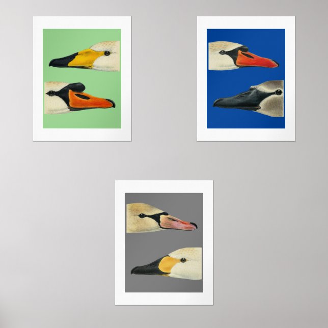 Sets De Impresiones Pájaros salvajes Especie de cisnes Juego de impres (Anverso)