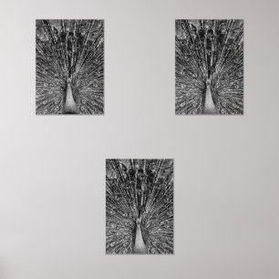 Sets De Impresiones Peacock negro y blanco