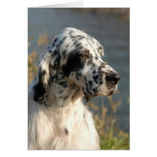 setter 2.png en inglés