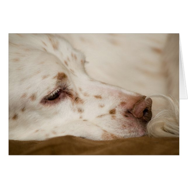 Setter Zen (Anverso (Horizontal))