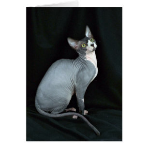 Sfinx, negro y blanco
