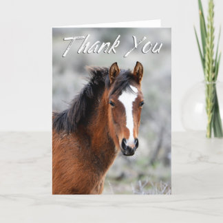 Shaggy Wild Mustang Foto Tarjeta de agradecimiento
