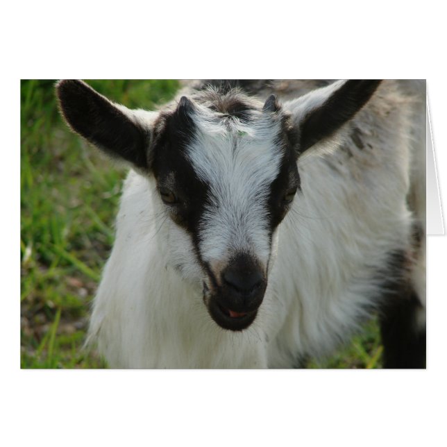 Shamrock (Anverso (Horizontal))