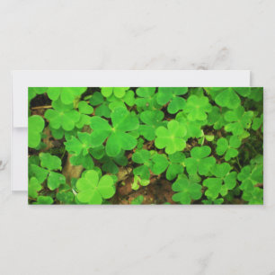Shamrocks salvaje
