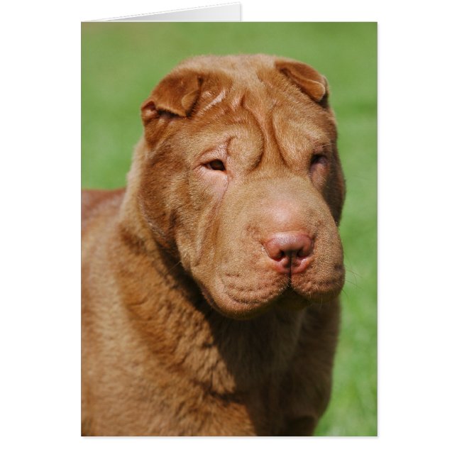 Shar Pei (Frente)