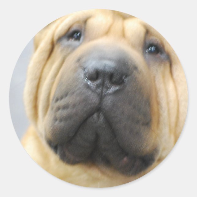 Shar Pei con Pegatinas de Wrinkles (Anverso)