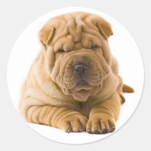 Shar Pei Pegatina de Perro con Cachorro / Sellos