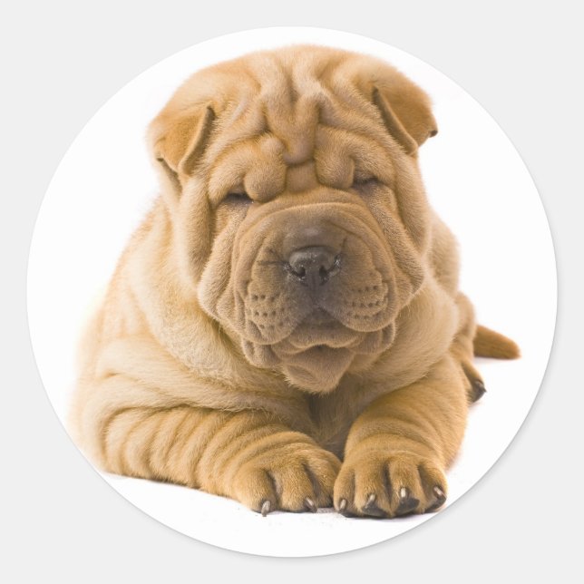 Shar Pei Pegatina de Perro con Cachorro / Sellos (Anverso)
