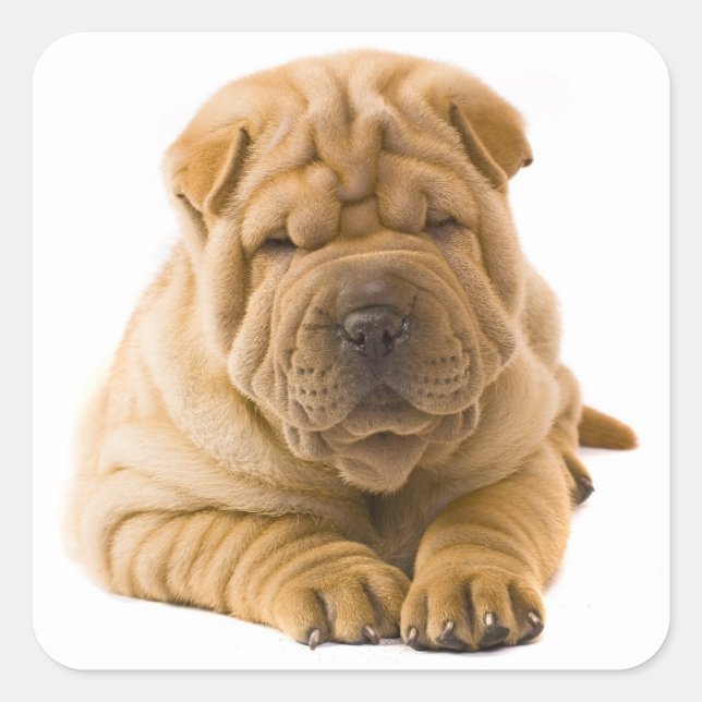 Shar Pei Pegatina de Perro con Cachorro / Sellos (Anverso)