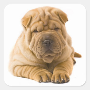 Shar Pei Pegatina de Perro con Cachorro / Sellos