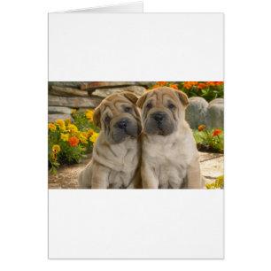 Shar Pei Puppies