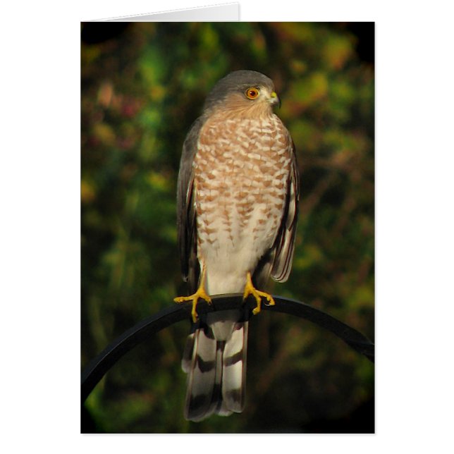 Sharp-shinned Hawk Blank Card (Frente)