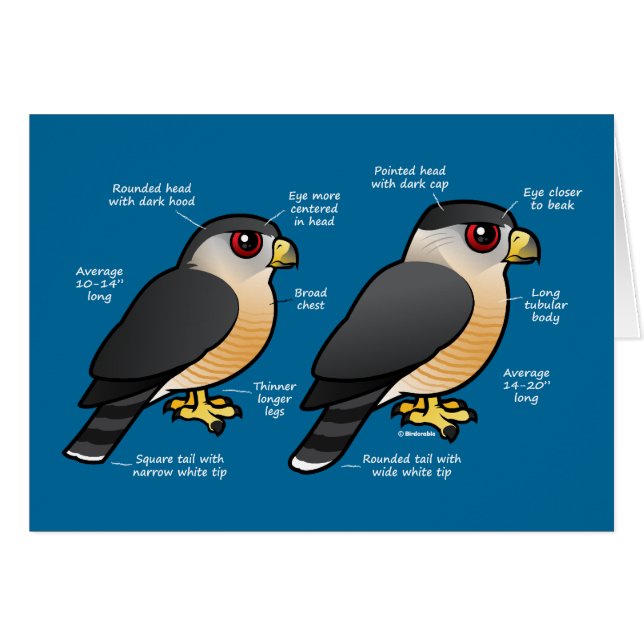 Sharpie del gallinero v (Anverso (Horizontal))