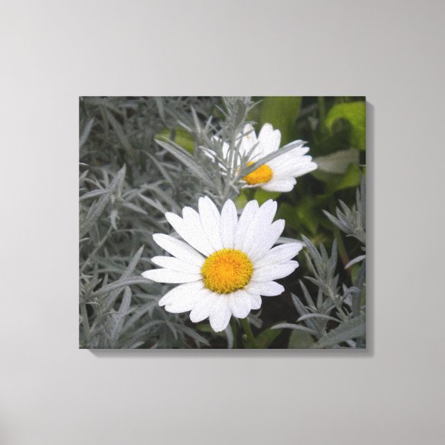 Shasta Daisies envuelto lienzo (Anverso)