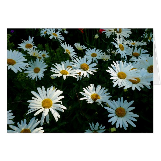 Shasta Daisies II (Anverso (Horizontal))