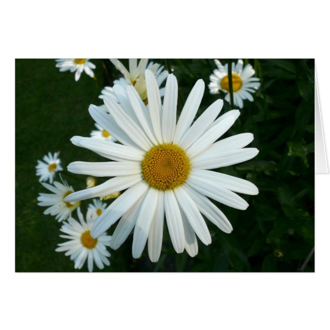 Shasta Daisy (Anverso (Horizontal))