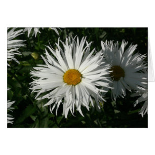 Shasta Daisy se volvió loca