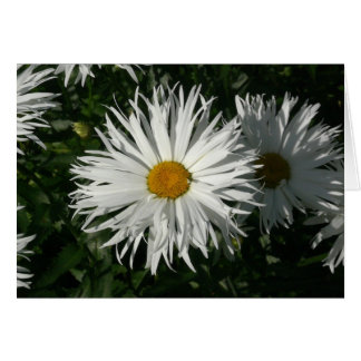 Shasta Daisy se volvió loca