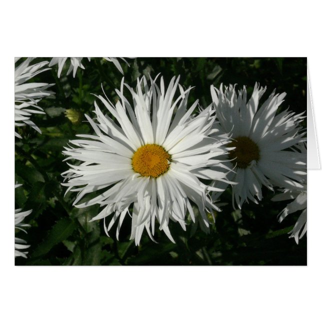 Shasta Daisy se volvió loca (Anverso (Horizontal))