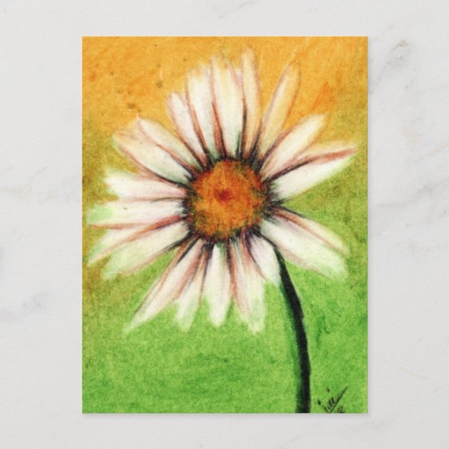 Shasta Daisy V Postales (Anverso)