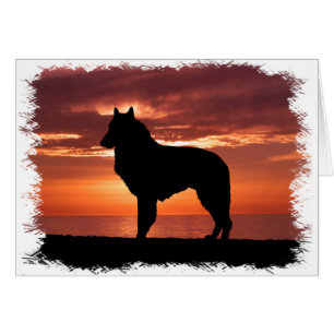 Sheepdog belga