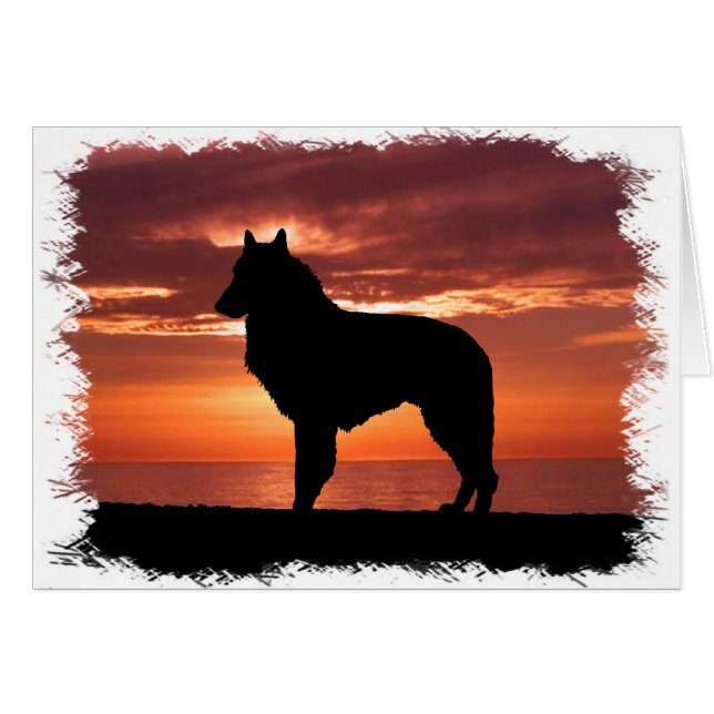 Sheepdog belga (Anverso (Horizontal))