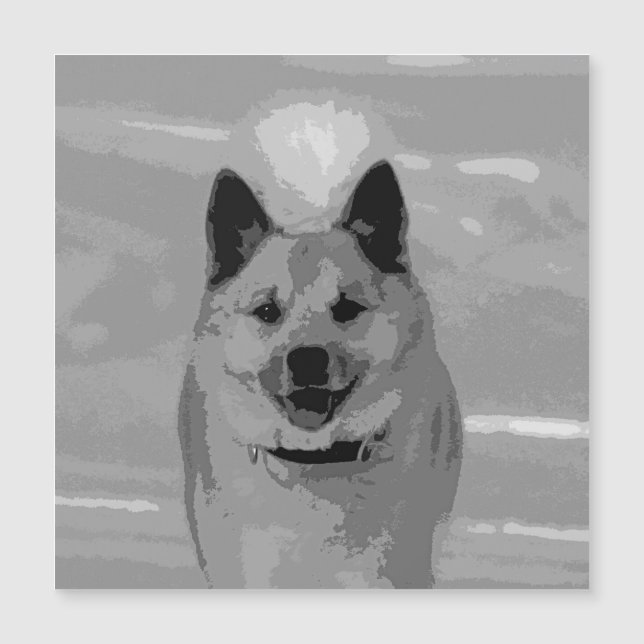 Sheepdog islandés20151203 (Anverso)