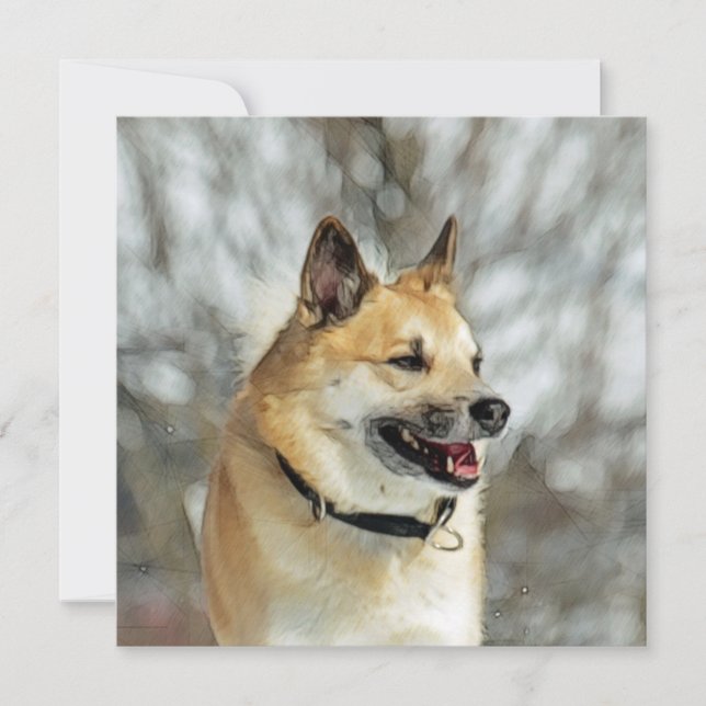 Sheepdog islandés 019 (Anverso)