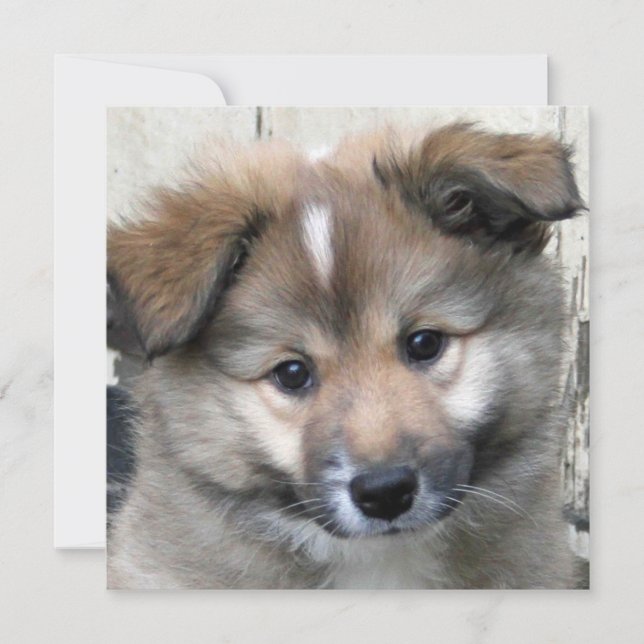 Sheepdog islandés 2014-0801 (Anverso)