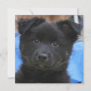 Sheepdog islandés 2014-0805