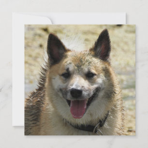 Sheepdog islandés 2014-0807