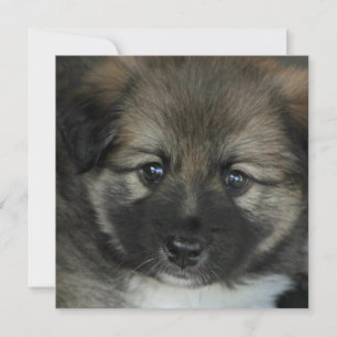 Sheepdog islandés 2014-0808