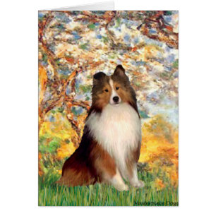 Sheepdog Shetland 1 - Primavera