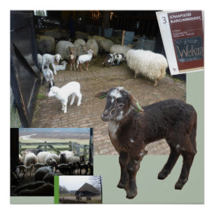 Sheepfold con Lambs Square Poster