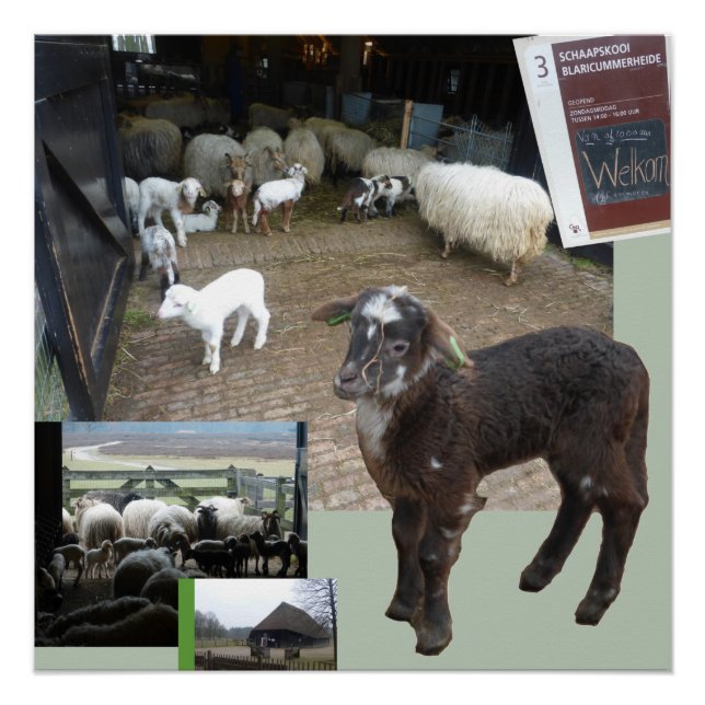 Sheepfold con Lambs Square Poster (Anverso)