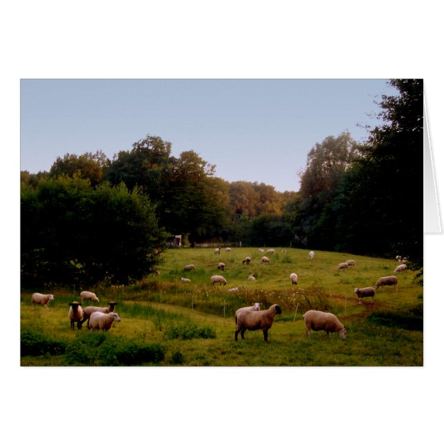 Sheepish (Anverso (Horizontal))