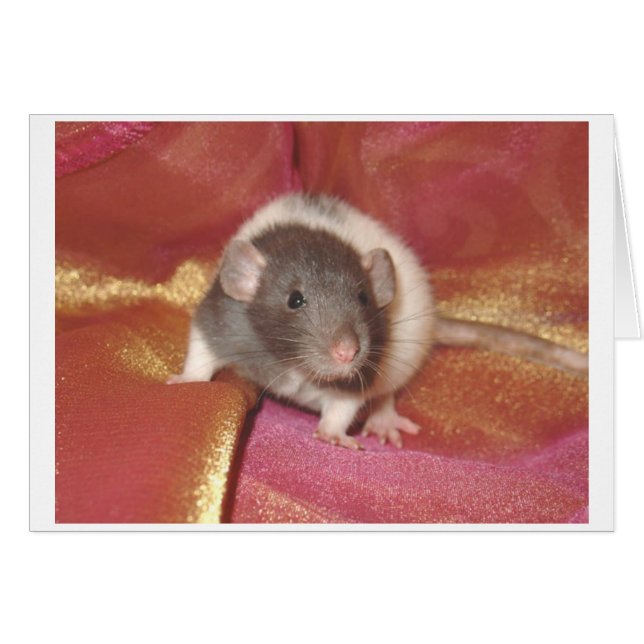 Shelby (Anverso (Horizontal))