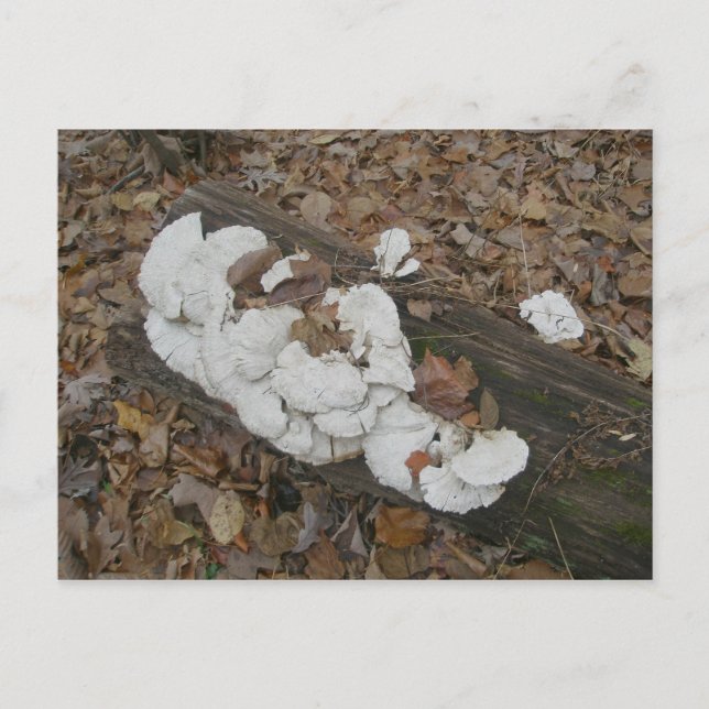 Shelf Fungus en la tarjeta postal de registro (Anverso)
