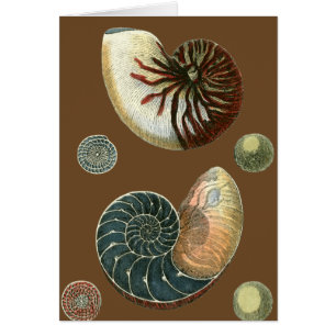 Shell de cacao