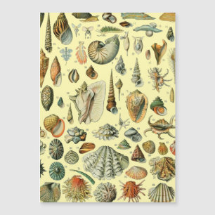 Shell de conchas marinas Mollusk Clam Elegante Art