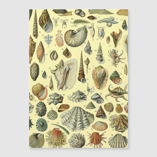 Shell de conchas marinas Mollusk Clam Elegante Art (Anverso)