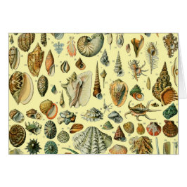 Shell de conchas marinas Mollusk Clam Elegante Art