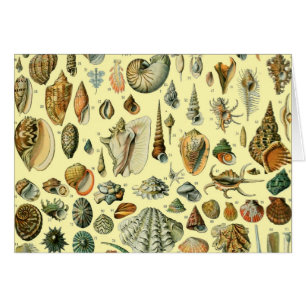 Shell de conchas marinas Mollusk Clam Elegante Art