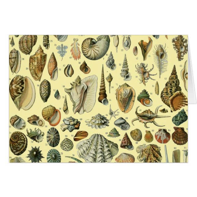 Shell de conchas marinas Mollusk Clam Elegante Art (Anverso (Horizontal))