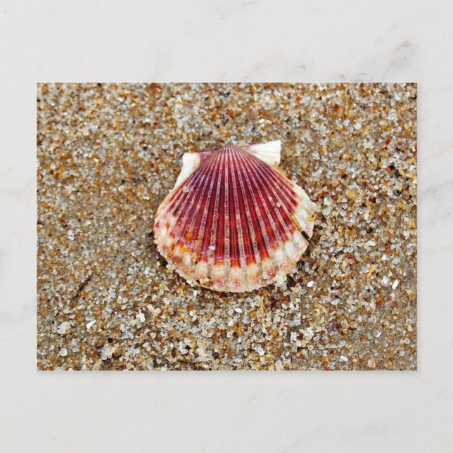 Shell de vieira - postal (Anverso)